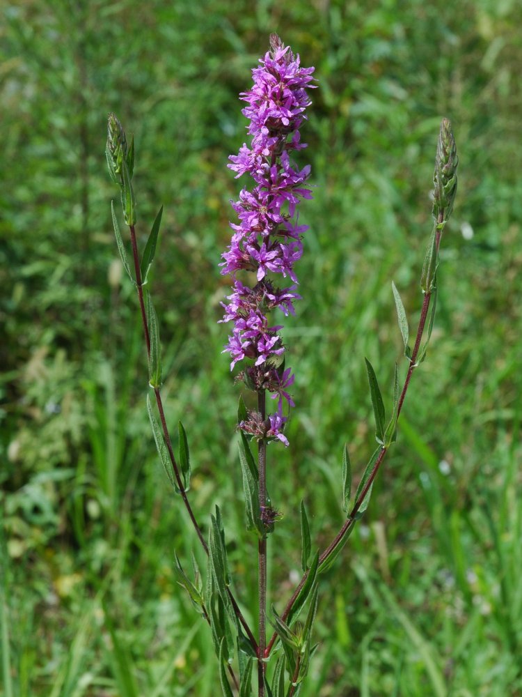 Lythrum salicaria